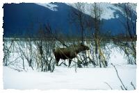 Elch nahe der Strasse bei Anchorage