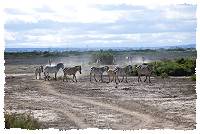 Zebras in der staubigen Savanne