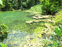 Emerald Pool Krabi