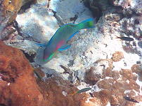 Koh Phi Phi Leh Coral Garden